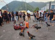 Penggerebekan Judi Sabung Ayam, 41 Orang Diamankan