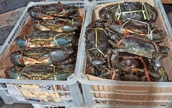 Kepiting Bakau