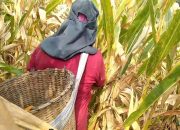 Kemarau Ancam Gagal Panen, Pemprov Gorontalo Antisipasi Kerugian Petani