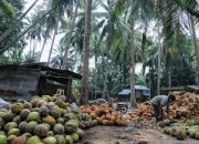 Pemkab Gorontalo dan UD Mitra Jaya Mandiri Perluas Akses Pasar Industri Kelapa Pulubala