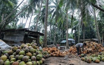 ilustrasi Industri Kelapa Sumber: Istimewa