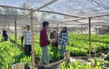 Pendampingan Kebun Bibit Rakyat (KBR) oleh Forum Daerah Aliran Sungai Provinsi Gorontalo yang dikelola Kelompok Melati di Desa Bakti, Kecamatan Pulubala, Jumat (27/10/2023). (Foto : Mila)