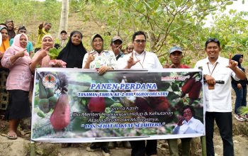 Foto bersama anggota Kelompok RHL dengan Sekditjen PDASRH KLHK, Sri Handayaningsih, usai panen perdana jambu mete di Desa Totopo, Kecamatan Bilato, Kabupaten Gorontalo, Kamis (2/11/2023). (Foto : Haris)