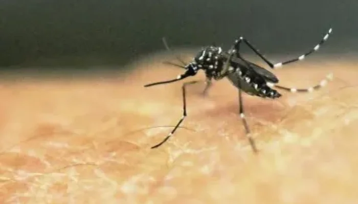 Dinkes: Kasus Malaria di Gorut Melonjak “Hampir enam kali lipat”