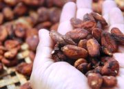 Tokyo Food ingin pengembangan kakao di Boalemo berlanjut