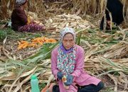 Bupati Nelson dan BSG Teken MoU, Petani Jagung dapat Kredit Bunga Rendah