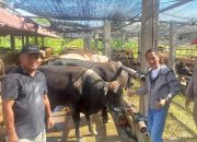 Bupati Nelson Tinjau Karantina Hewan, 600 Ekor Sapi Dilepas ke Balikpapan