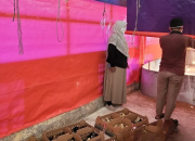 Dukung Produksi Ayam Kampung Berkualitas, BSIP Gorontalo Datangkan 700 Bibit Unggul