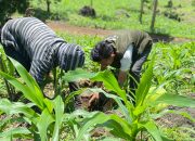 Magang Di Sulsel, Mahasiswa UMGO Belajar Mengelola Hutan untuk Kesejahteraan Masyarakat