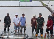 Dinas Pertanian Pohuwato Pacu Produksi Padi dengan Gerakan Percepatan Tanam