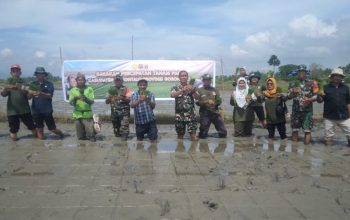 tanam padi tanam padi