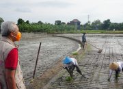 Pemkab Gorontalo Percepat Ekspansi Lahan Pertanian untuk Swasembada Pangan