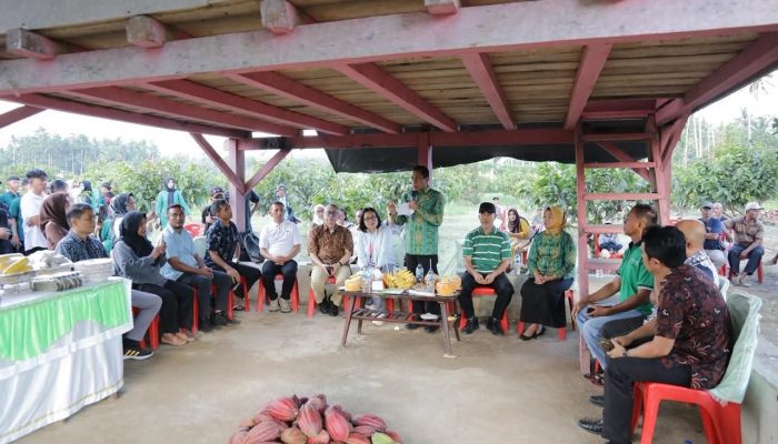 Kakao, Gula Aren, dan Janji Pasar Jepang untuk Kotamobagu