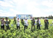 Bupati Kabgor Panen Kacang Tanah Tilihuwa, Tingkatkan Ketahanan Pangan