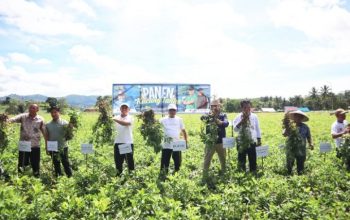 Bupati Kabgor Panen Kacang Tanah Tilihuwa, Tingkatkan Ketahanan Pangan