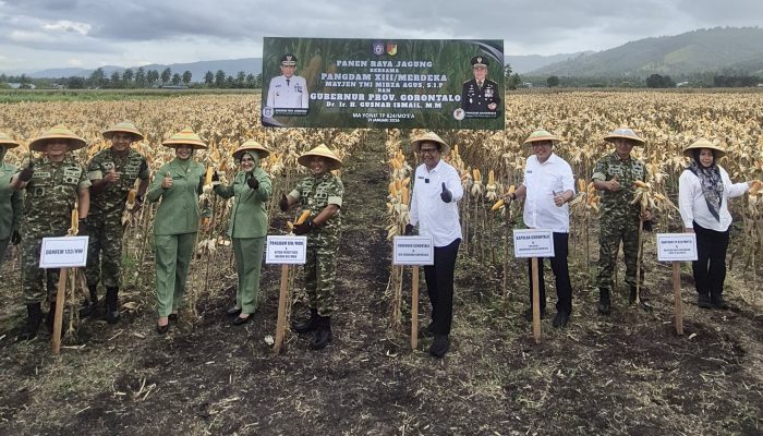 Panen Jagung Yonif TP 824 Bukti Peran Aktif TNI Jaga Ketahanan Pangan Gorontalo