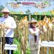 Dukung Swasembada Pangan Nasional, Pemprov Gorontalo Bidik Produksi Jagung 1,5 Juta Ton