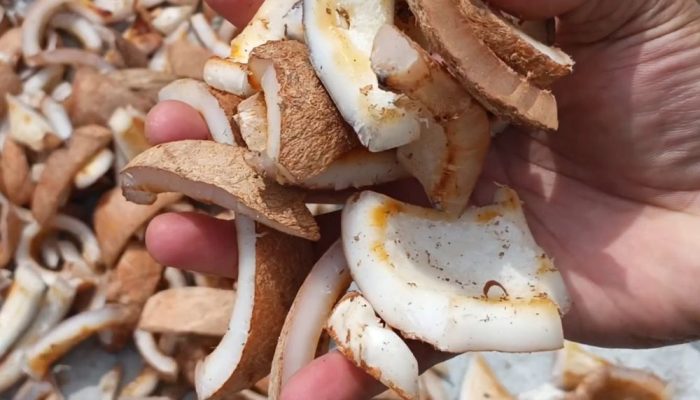 Olahan Kelapa dan Ikan Jadi Fokus Pengembangan Industri di Pohuwato