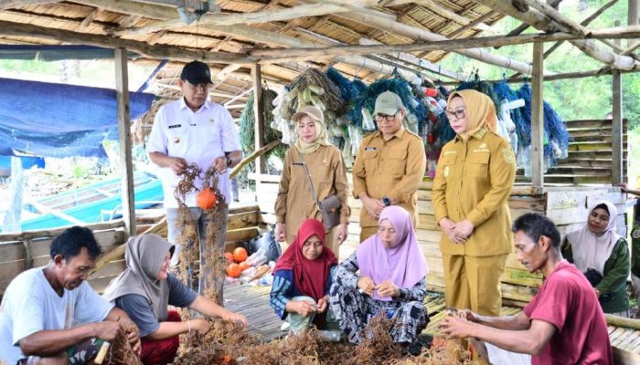 Warga Pesisir Gorut Keluhkan Harga Rumput Laut yang Terus Menurun