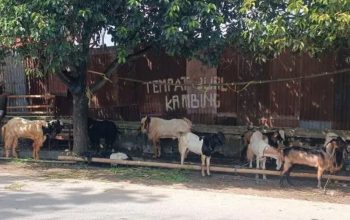 Partisipasi Warga Meningkat Kota Gorontalo Catat 1.338 Hewan Kurban Tahun Ini