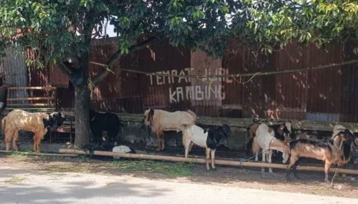 Partisipasi Warga Meningkat Kota Gorontalo Catat 1.338 Hewan Kurban Tahun Ini
