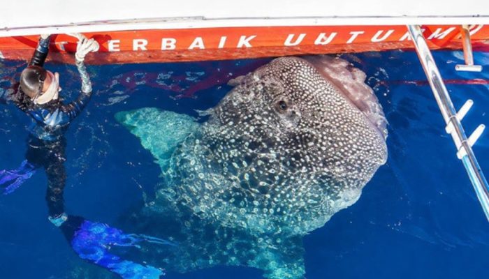 Pemprov Gorontalo Tegaskan Tak Intervensi Tarif Wisata Hiu Paus Botubarani