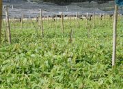 Petani Boalemo Terima 1 Juta Bibit Kakao Program Hilirisasi November 2026