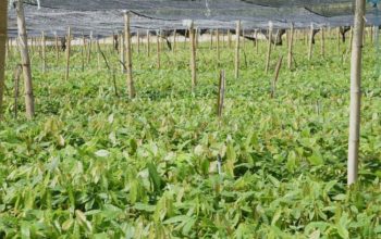 Petani Boalemo Terima 1 Juta Bibit Kakao Program Hilirisasi November 2026