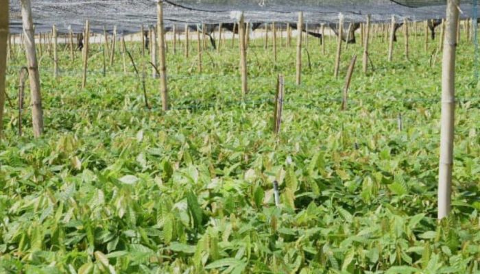 Petani Boalemo Terima 1 Juta Bibit Kakao Program Hilirisasi November 2026